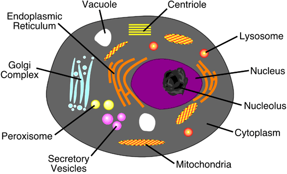 animal cell model with labels. 6(a). Characteristics of Energy and Matter