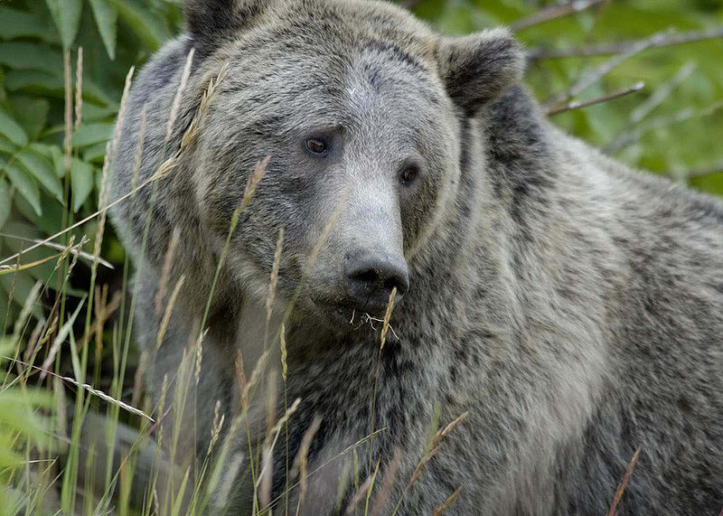 Silver Bears [1977]