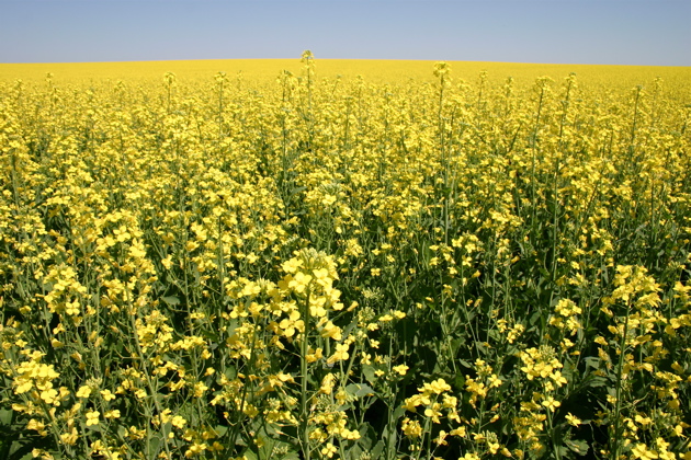 Canola. Foto do physicalgeography.net