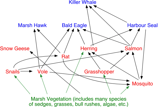 picture of food chain and food web. Food webs describe the complex