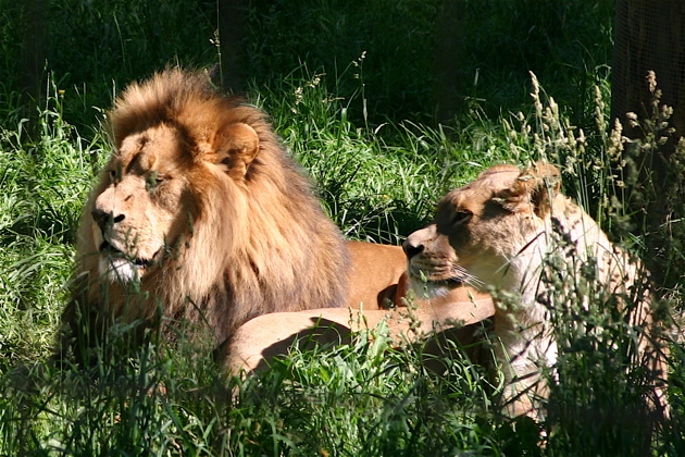 Vegetation Found In The African Savannah