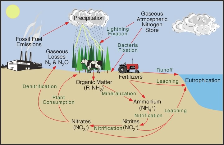 Image result for nitrogen cycle