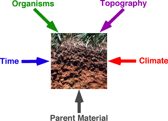 abiotic factors and biotic factors of temperate forest