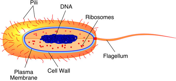 Archaea Plasma Membrane