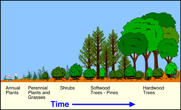 mechanism of ecological succession